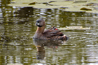 Port Gamble Wildlife & Human Activities