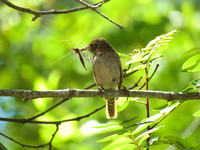 Native plants serving birds & insects