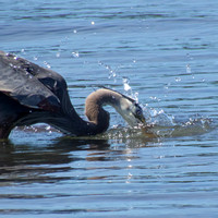 Great Blue Heron with forage fish on Lytle Beach