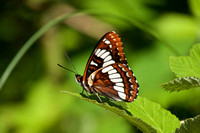 Puget Sound Butterflies