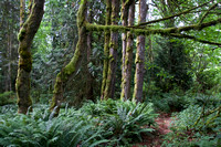 Shoreline Trail in Port Gamble Heritage Park 6-12-16