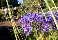 Agapanthus Kitsap Forest & Bay Campaign event 7-27-16