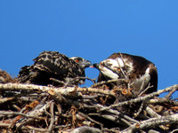 Osprey nest with juveniles in Missoula 5-Jul-21