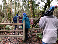 Port Gamble Christmas Bird Count at Beaver Pond 12-22-18