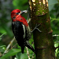 Red-breasted Sapsucker