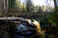 Port Gamble Heritage Park Beaver Pond